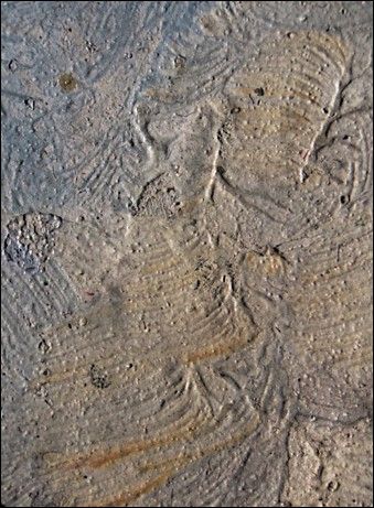 IIIF Image