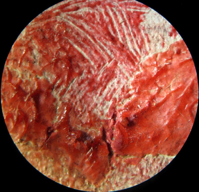 IIIF Image