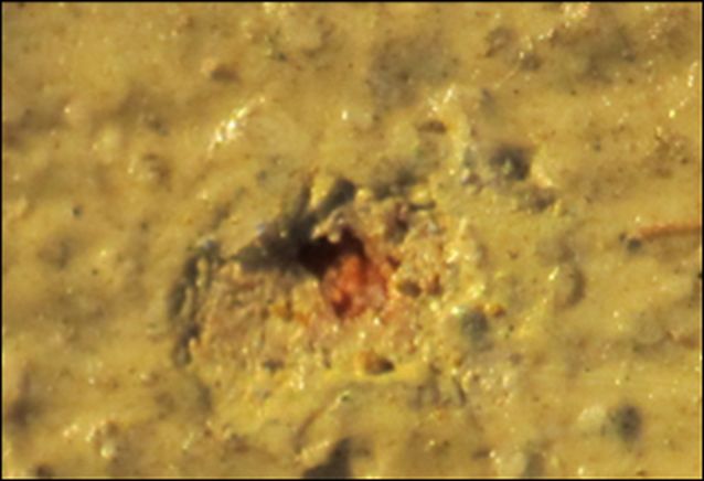 IIIF Image