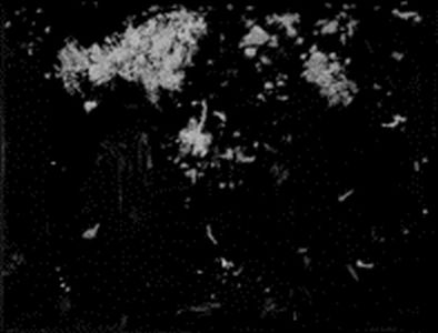 IIIF Image