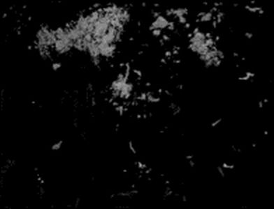 IIIF Image