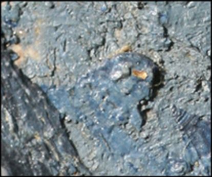 IIIF Image