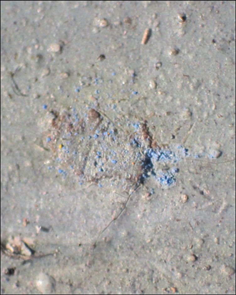 IIIF Image