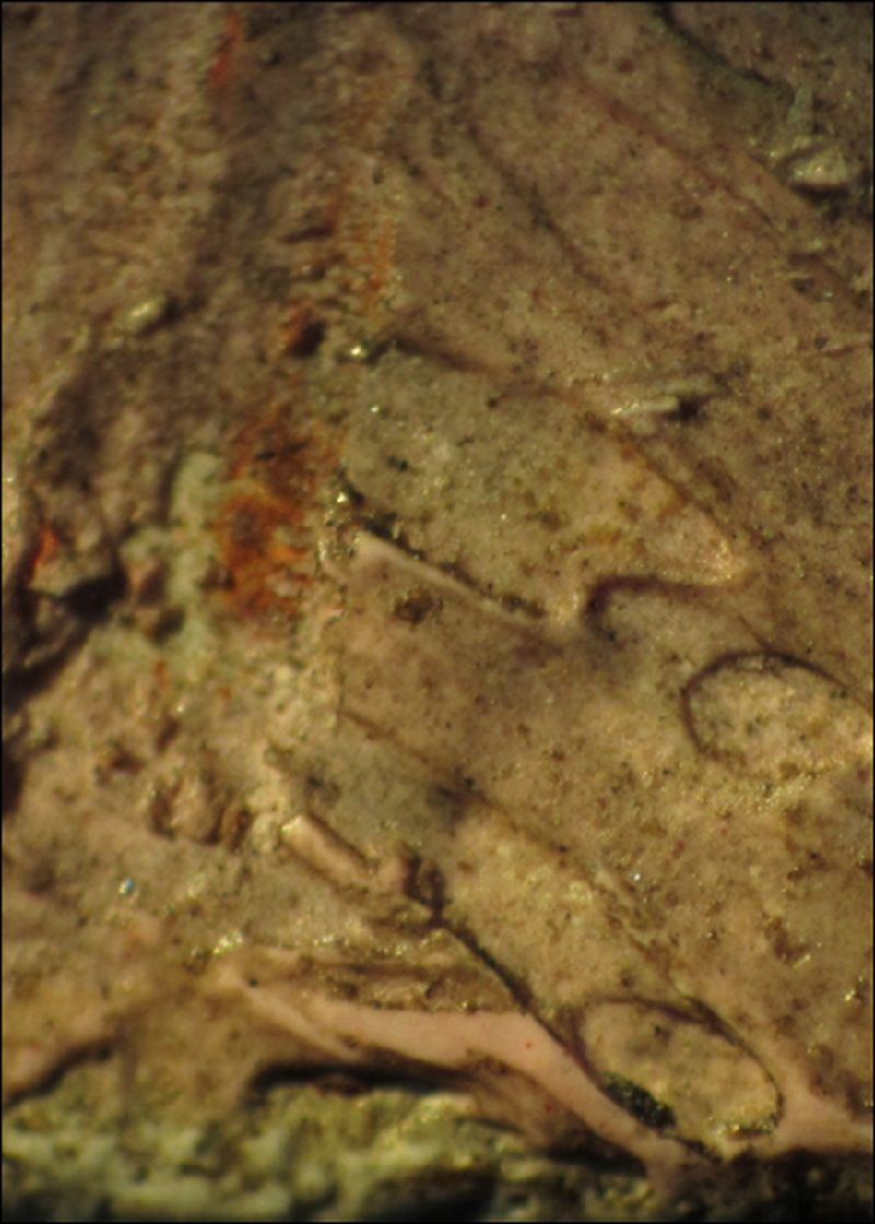 IIIF Image