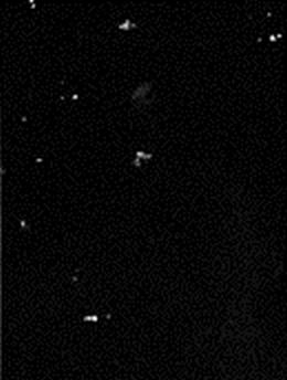 IIIF Image